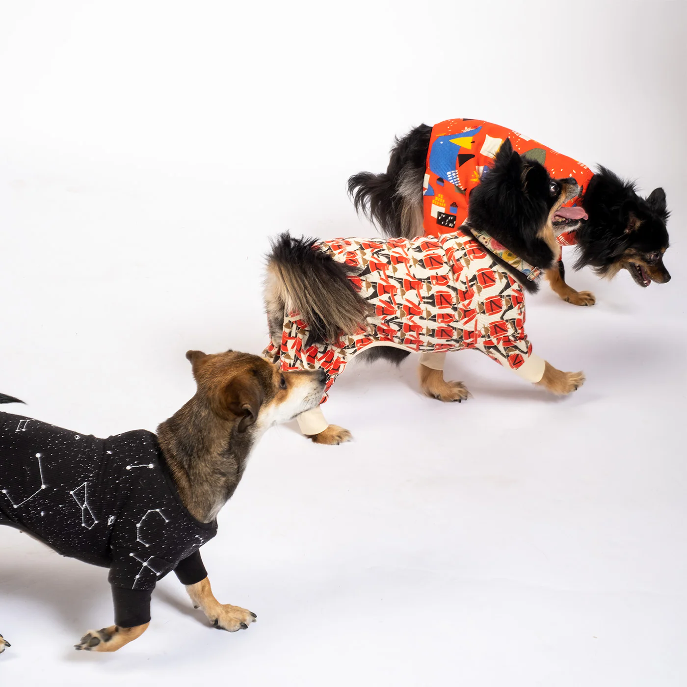 Mountie - Dog - Image 4